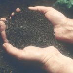 hands holding dark soil in a crop field