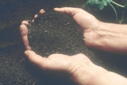 hands holding dark soil in a crop field