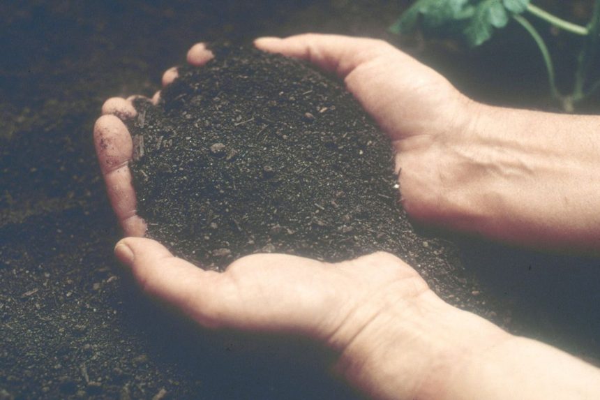 hands holding dark soil in a crop field
